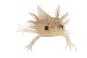 Ambystoma mexicanum (axolotl), leucistique, 5-7 cm